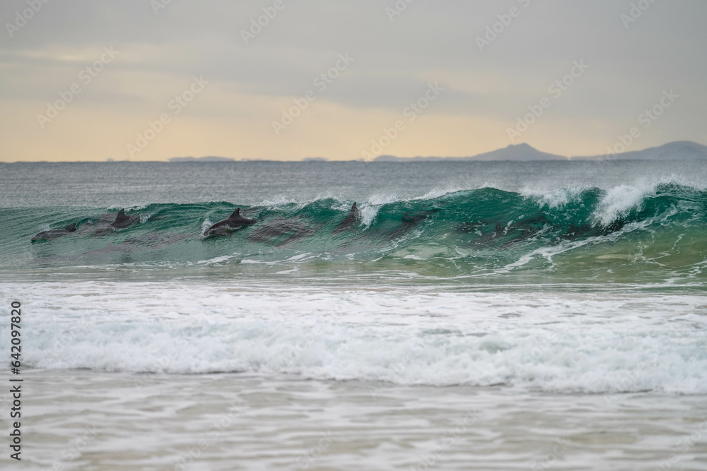 dolphin surfing waves on a beach