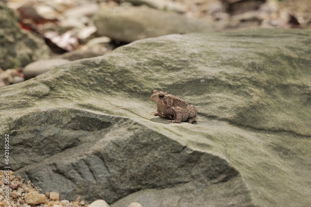The American toad is a medium-sized reptile that lives near wetlands from Canada to Mexico. The American toad is a medium-sized reptile that lives near wetlands from Canada to Mexico.