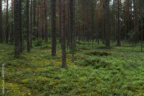 natural landscape, pine boreal forest with moss undergrowth, coniferous taiga