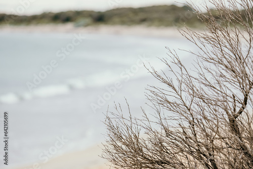 Leafless shrubbery with empty coastline in background photo