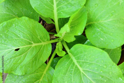 Green leafy vegetables with water droplets on the leaves
