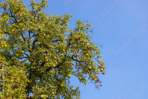 Shot of an apple tree with blue sky between the branches