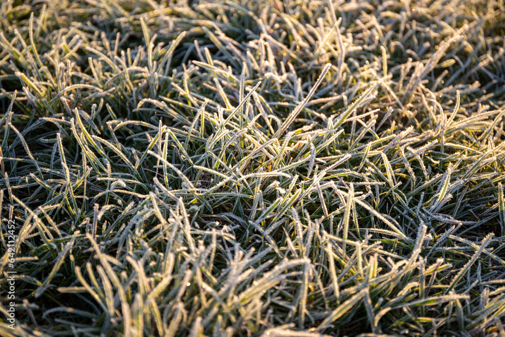 Close-up of ice crystals on green grasses