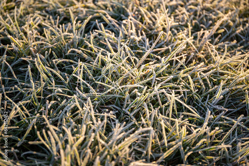 Close-up of ice crystals on green grasses