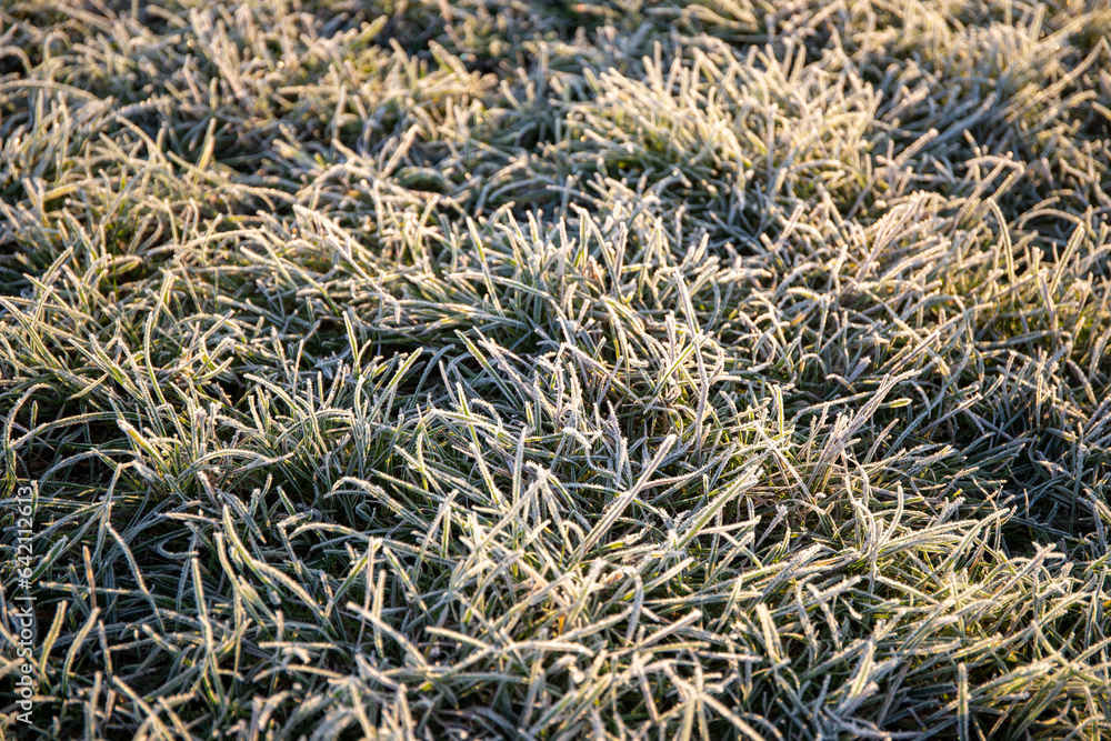 Close-up of ice crystals on green grasses Close-up of ice crystals on green grasses