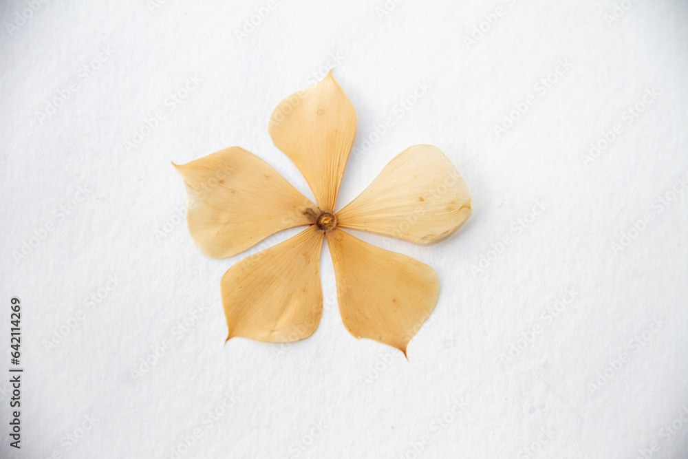 Pressed and dried delicate yellow flowers eschscholzia (eschscholzia Californica, California poppy). Isolated on white background. For use in scrapbooking, floristry or herbarium. Pressed and dried delicate yellow flowers eschscholzia (eschscholzia Californica, California poppy). Isolated on white background. For use in scrapbooking, floristry or herbarium.