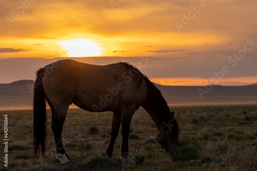 Wild Horse Silhouetted at Sunset in the Utah desert © natureguy