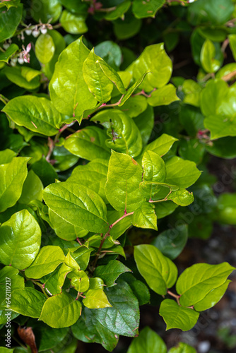 Leaves of Salal or Shallon (Gaultheria shallon)