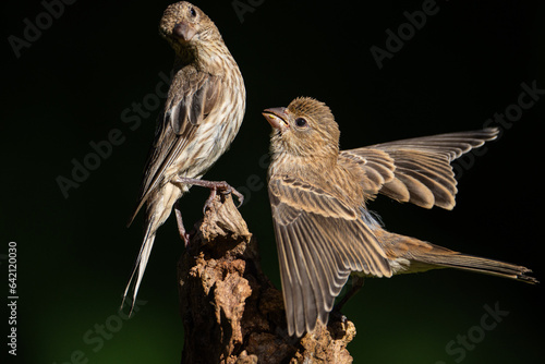 Juvenile House Finch Asking  his Mother for Food
