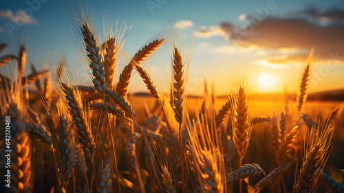 Amazing agriculture sunset landscape. Growth nature harvest. Wheat field natural product. Ears of golden wheat close up. Rural scene under sunlight. Summer background