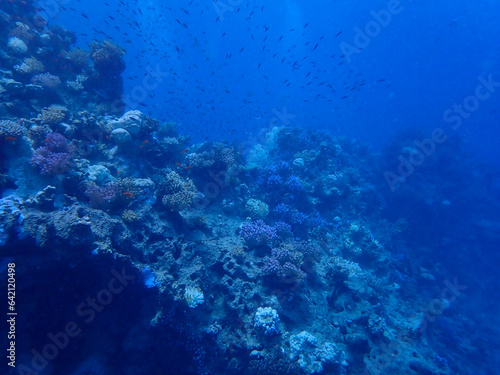 Majestic Underwater Ecosystem Featuring Vibrant Coral Reef and Marine Wildlife