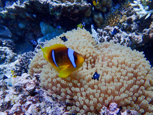 Fototapeta Naklejka Na Ścianę i Meble -  Clown Fish Close Up in the Red Sea