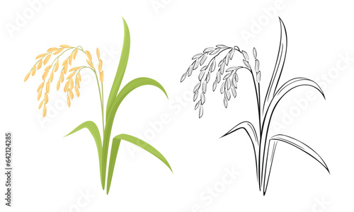 Spikelet of rice cartoon illustration and black and white outline. Vector paddy rice ear.