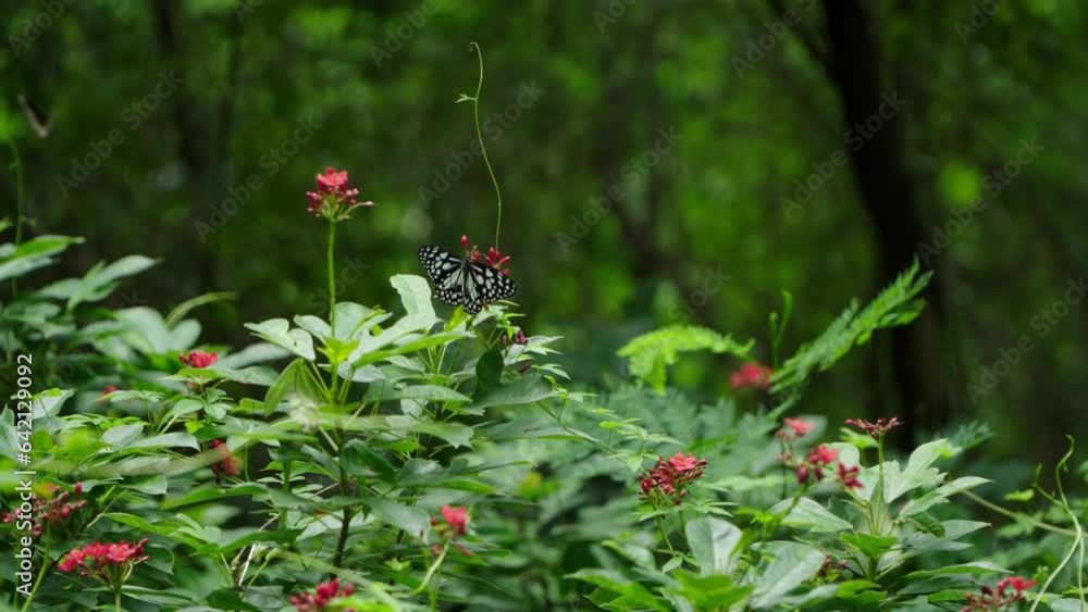 A butterfly flutters its wings on red flowers A butterfly flutters its wings on red flowers