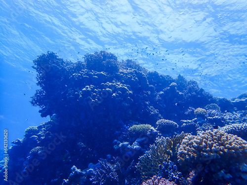 Fototapeta Naklejka Na Ścianę i Meble -  Fish close to a coral reef in the red sea close to marsa alam
