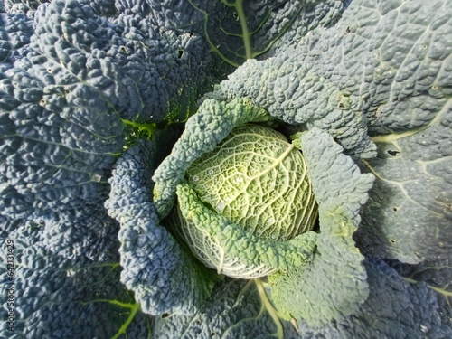Cabbage savoy growing in allotment, UK, suffolk, brassicas in the garden
