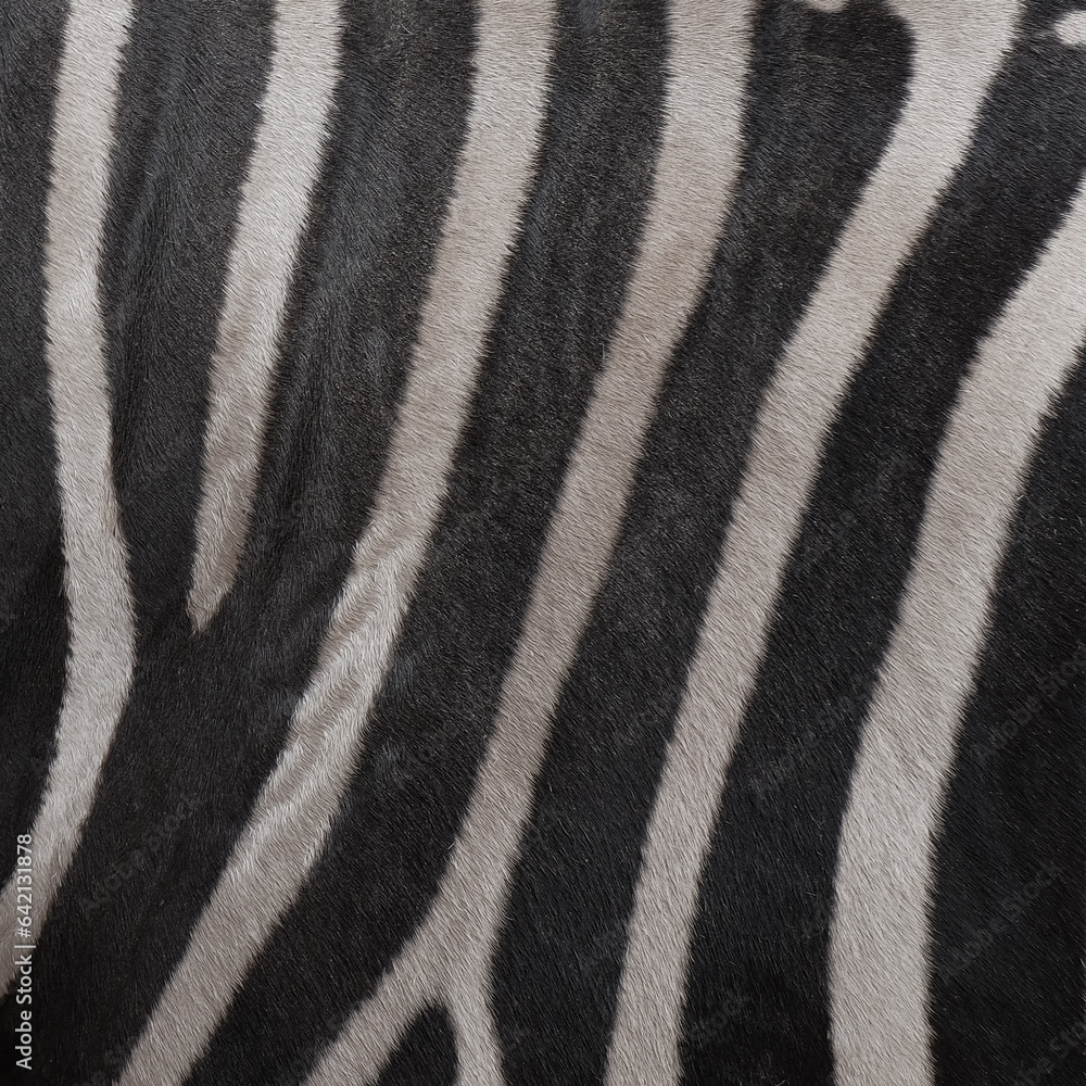zebra skin texture zebra skin texture