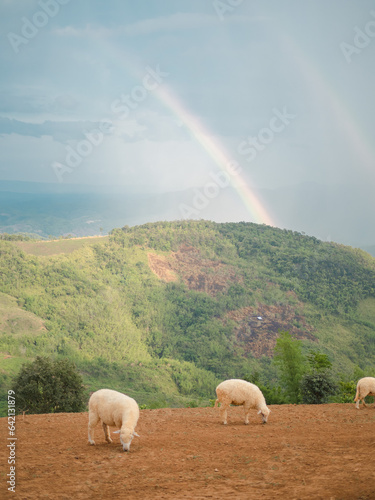 山の上の牧場と羊