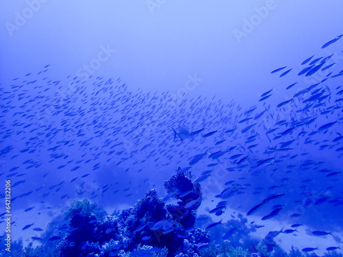 School of fish in the red sea