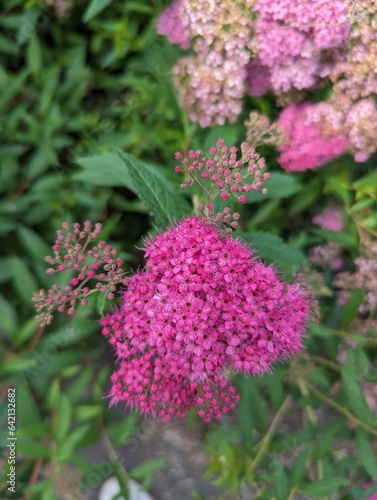 Pink fuzzy flowers