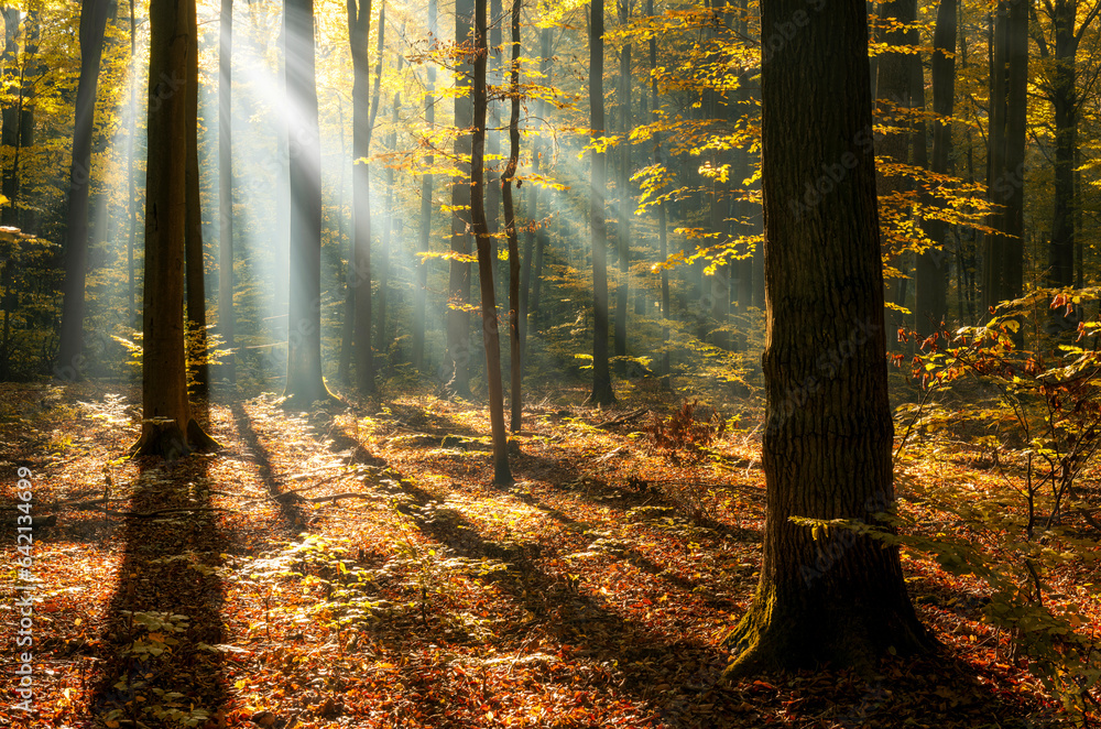 Sunny morning in the autumn forest - obrazy, fototapety, plakaty 