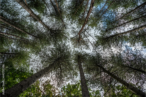 Low angle view over trees in the woods, Beringen, Belgium