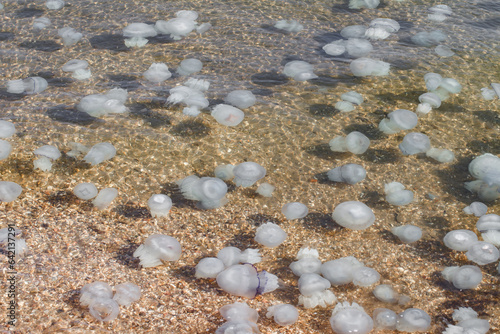 Obraz na plátně Jellyfish in seawater, invasion and a large number