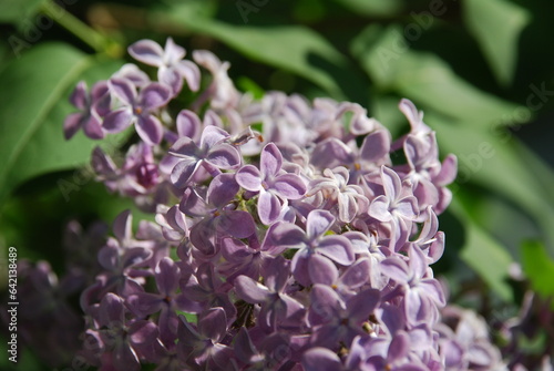 A branch of lilac flowers. Small flowers bloomed on a branch of a lilac bush. The flowers are light purple, they have four small petals. Around the green foliage of the bush.