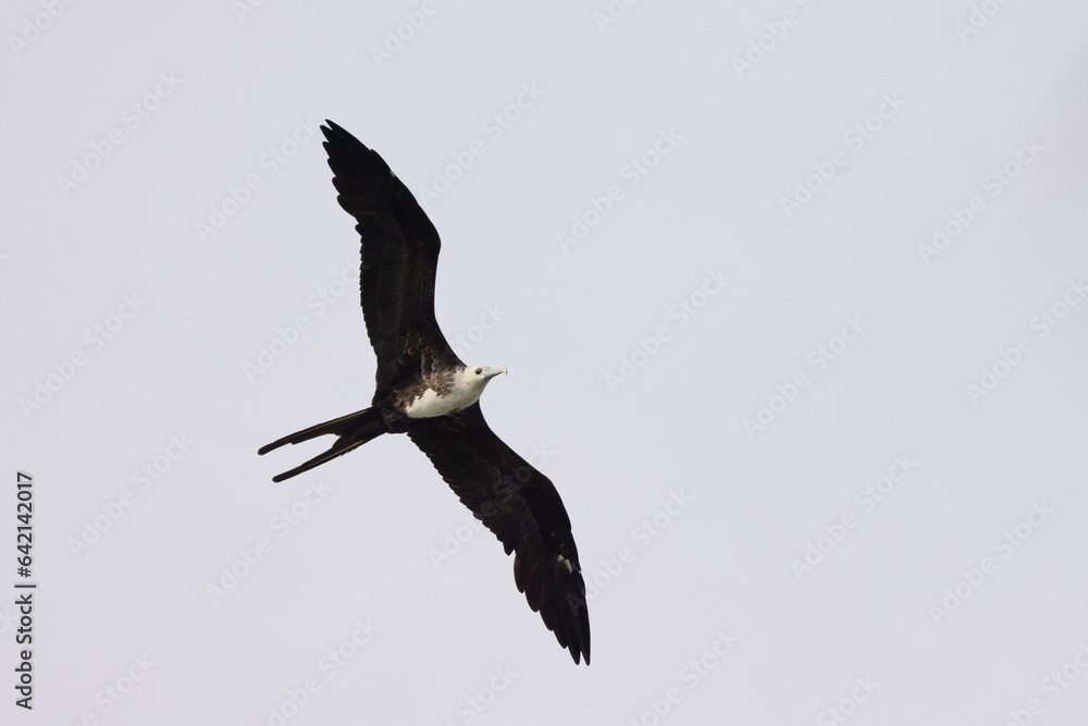 Obraz premium A magnificent frigatebird (Fregata magnificens) in flight above coastal Sarasota, Florida, after the nearby passage of Hurricane Idalia in 2023.