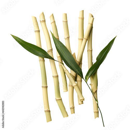 transparent background with bamboo shoots