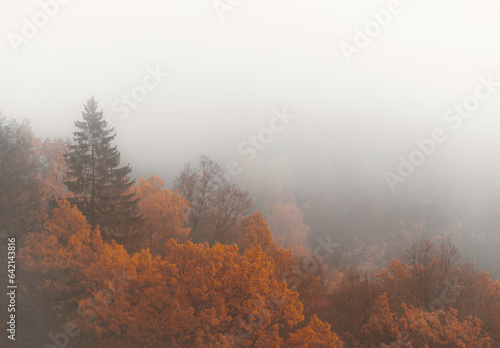 Misty and foggy forest, fall background