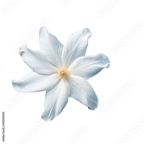 Top view of a white pinwheel bloom lone bud and blossoming branches of Tabernaemontana divaricata in Sri Lanka transparent background