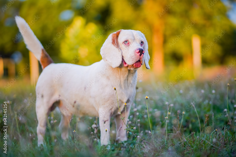 White hair beagle dog standing on the wild flower field in the park in the  evening.