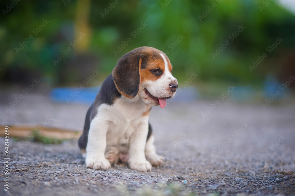 A cute beagle puppy sitting on the road in the park .
