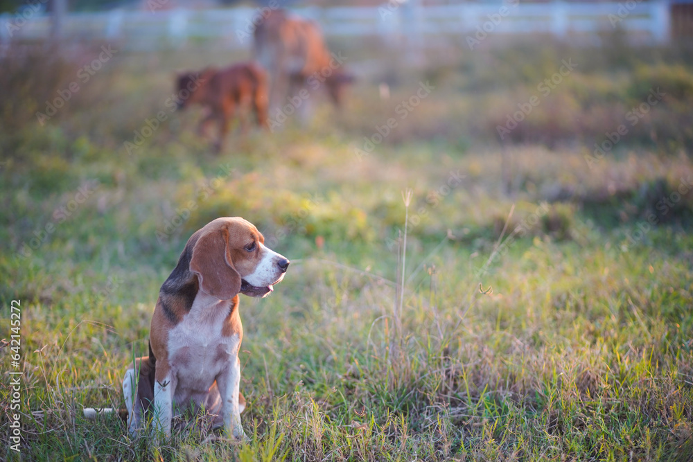 A tri-color beagle dog watches over cows in the field on sunny day.