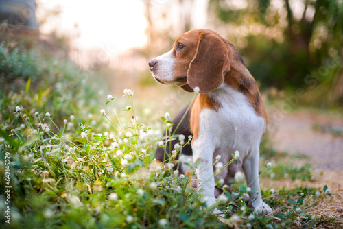 A cute beagle dog sitting on the wild flower field out door in the meadow.