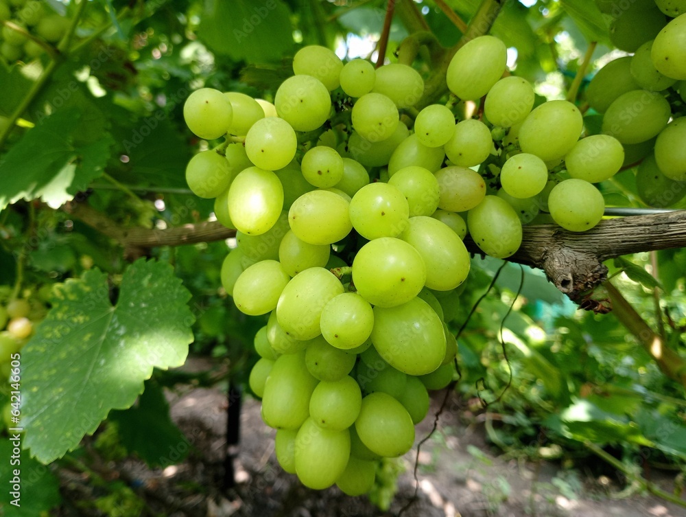 A bunch of juicy white grapes on a vine among green leaves. Cultivation of table grape varieties. A bunch of juicy white grapes on a vine among green leaves. Cultivation of table grape varieties.