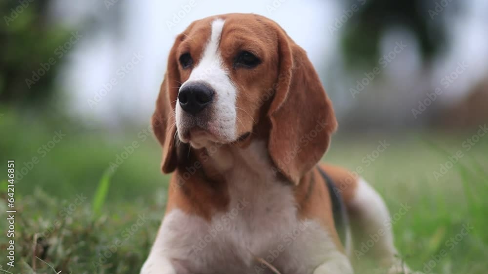 A cute beagle dog lying on the green grass outdoor in the field. A cute beagle dog lying on the green grass outdoor in the field.