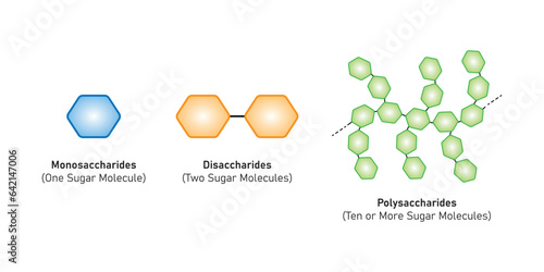 Carbohydrates Types Concept Design. Vector Illustration. photo