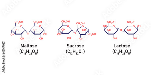 Disaccharides Types Concept Design. Vector Illustration.