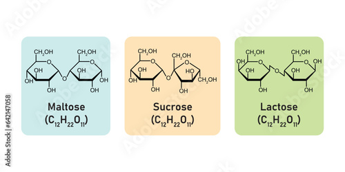 Disaccharides Types Concept Design. Vector Illustration.