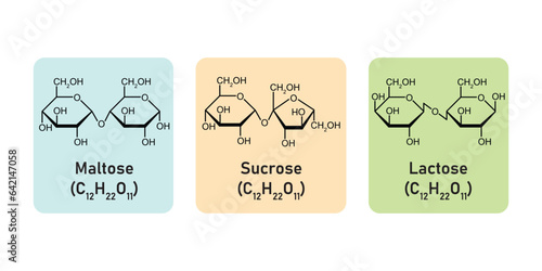 Disaccharides Types Concept Design. Vector Illustration. photo