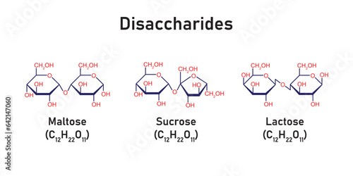 Disaccharides Types Concept Design. Vector Illustration.