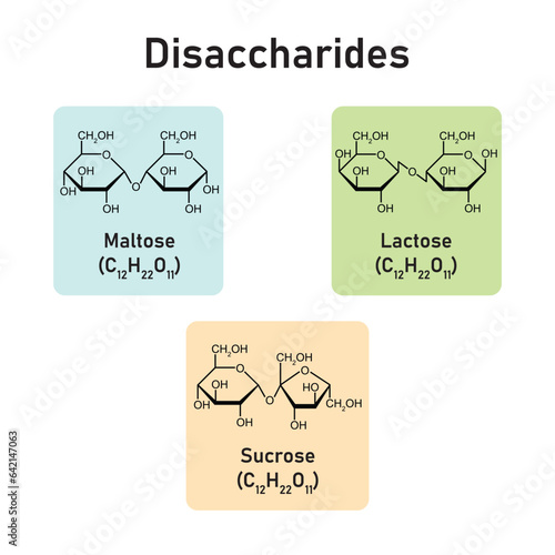 Disaccharides Types Concept Design. Vector Illustration.