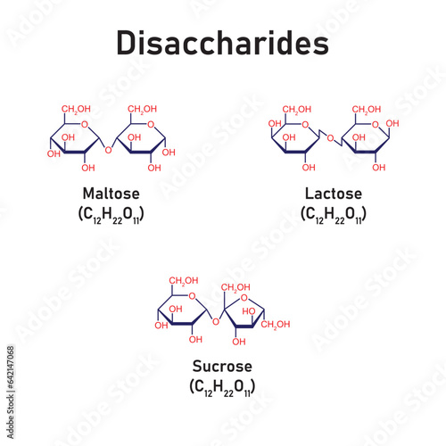 Disaccharides Types Concept Design. Vector Illustration.
