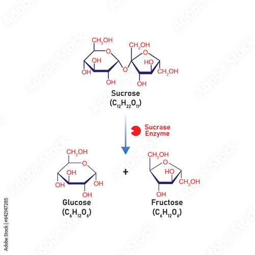 Sucrose Molecule Digestion by Sucrase Enzyme Concept Design. Vector Illustration.