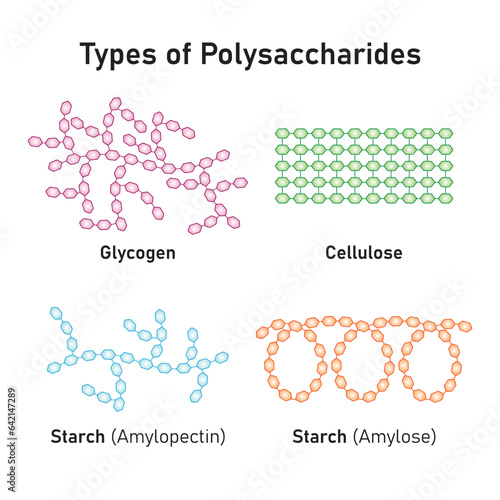 Polysaccharides Types Concept Design. Vector Illustration.