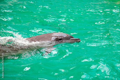 Dolphin on the surface of water