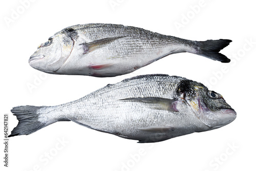 Raw whole pair  dorado or sea bream fish ob black wooden background side view. Isolated, transparent background