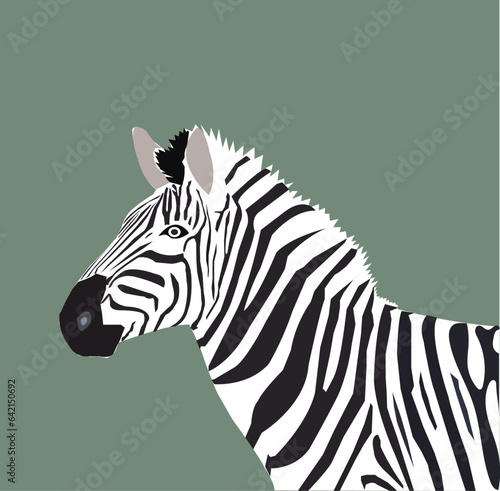Zebra Isolated zebra Illustration on Greay background